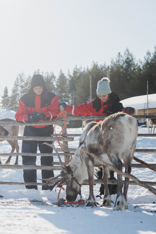 Rovaniemi: Reindeer Farm Visit With Sleigh Ride - Highlights of the Visit