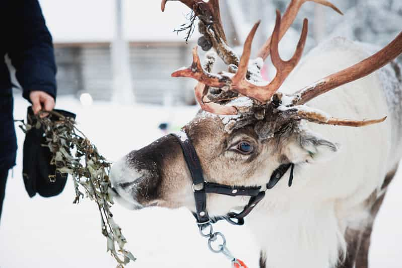 Rovaniemi: Reindeer, Huskies & Santa Claus Village - Daily Itinerary