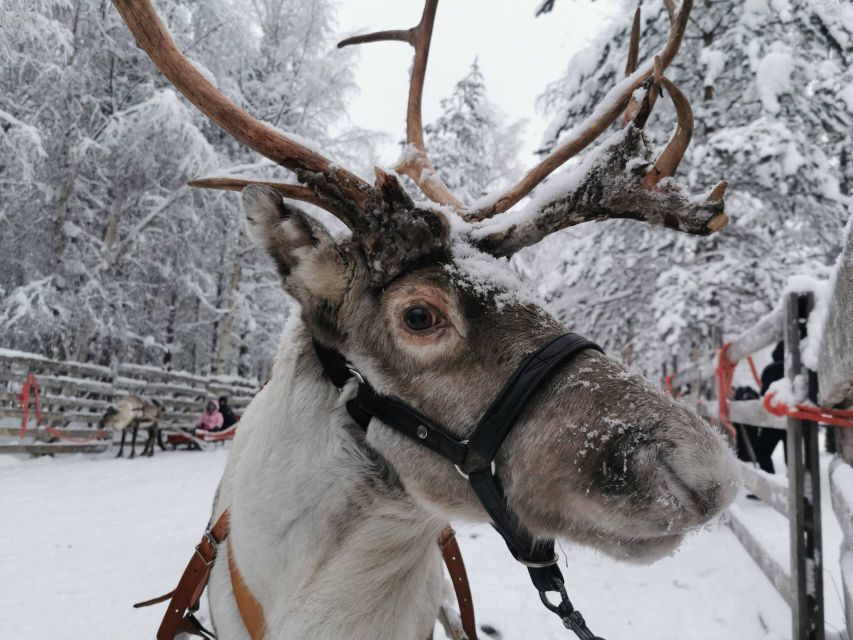 Rovaniemi: Reindeer, Huskies, Santas Pets & Aurora BBQ Tour - Morning Activities