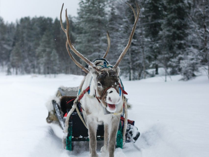 Rovaniemi: Reindeer Safari Tour & 2.5 Km Sled Ride - Sled Ride Experience