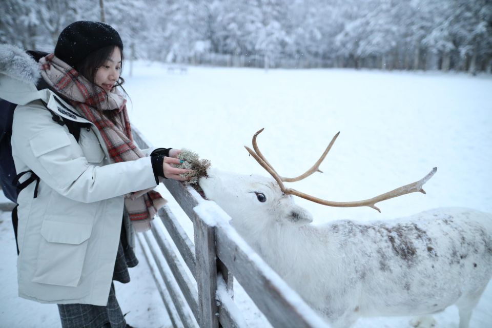 Rovaniemi: Santa Claus Village Tour & Reindeer & Husky Ride - Activities and Highlights