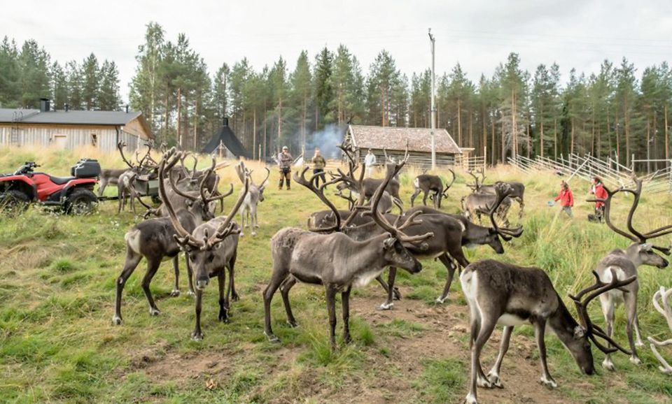 Rovaniemi: Summer Reindeer Farm Experience - Booking Details