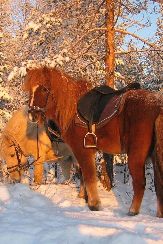 Rovaniemi: Winter Horse Riding in Arctic Nature - Experience Highlights