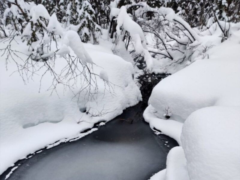 Rovaniemi: Winter Wonderland Vikaköngäs Hike & Barbeque - Experience the Winter Landscape