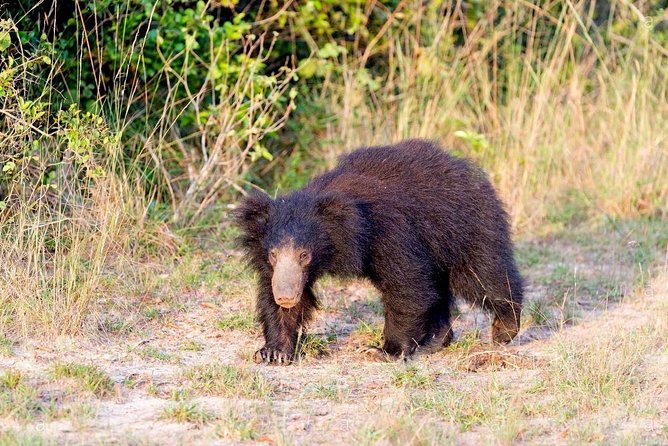 Safari at Wilpattu National Park From Negombo (All Inclusive Day Tour) - Inclusions of the Package