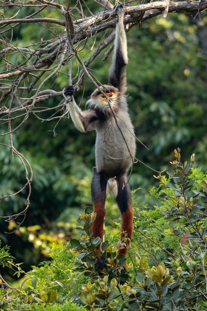 Safari - Finding the Most Endangered Monkey in the World - Guided Wildlife Exploration