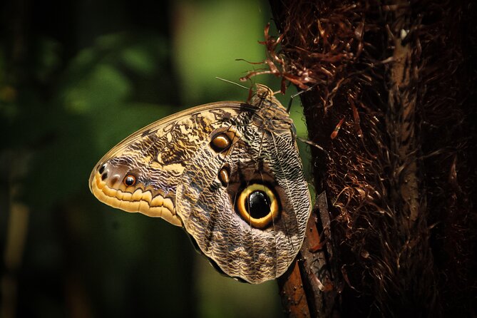 Safari One Day Tour With Butterflies Monkeys Crocodiles Birds - Inclusions and Meeting Details