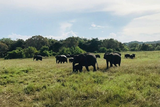 Safari Tour at Minneriya National Park - Safari Experience