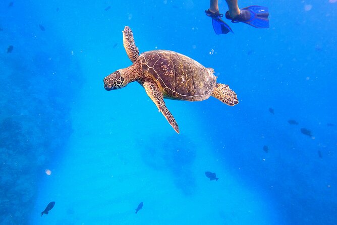 Sail and Turtle Snorkeling Tour in Waikiki - Meeting and Pickup Details