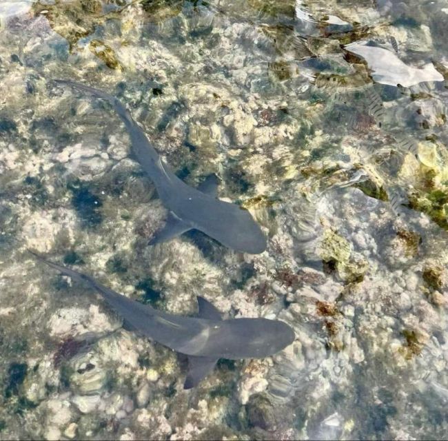 Sal Island: Walk With Lemon Sharks (Finnish Guide) - Shark Viewing Details
