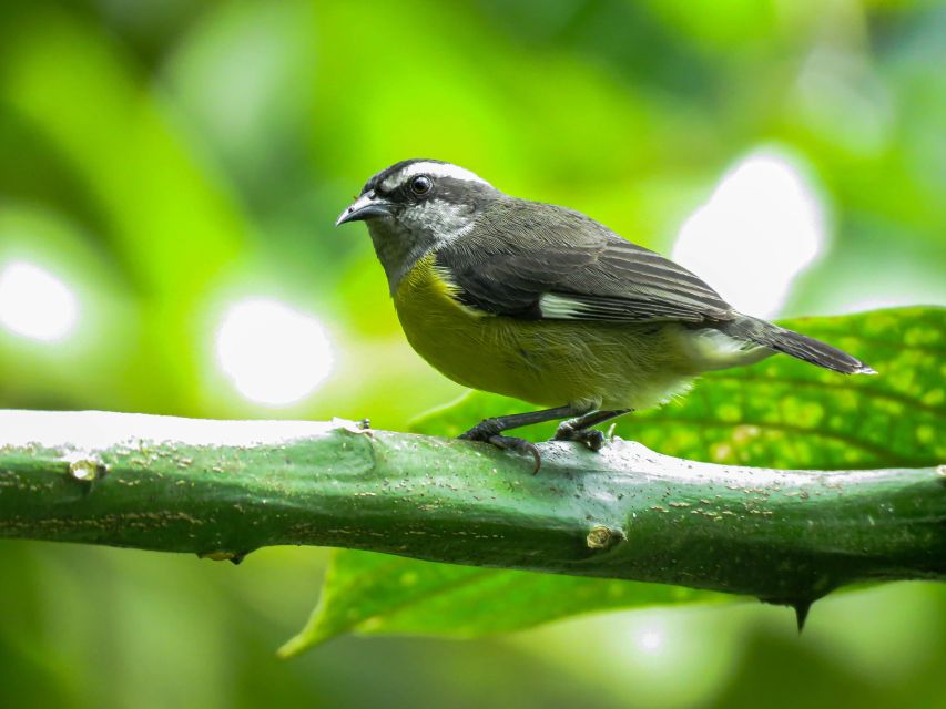 Salento: Birding Routes of the Raptors - Itinerary Details