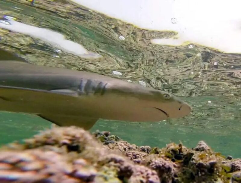 Salt Pans & Lemon Sharks Experience - Exploring the Lemon Sharks
