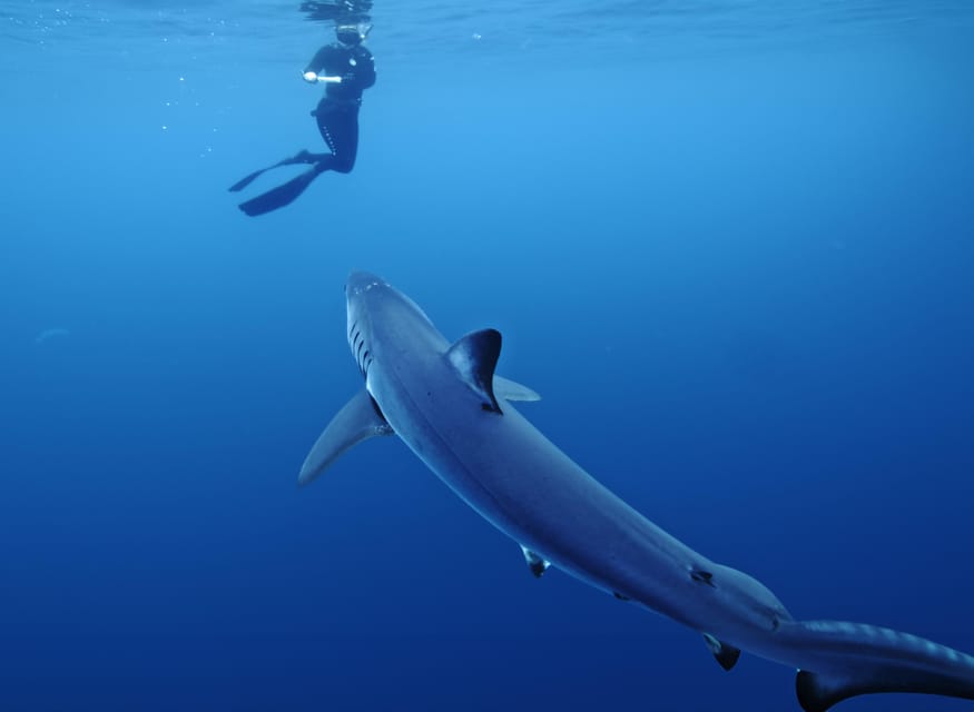 San Diego: Blue Shark Offshore Snorkel Adventure! - Experience and Itinerary