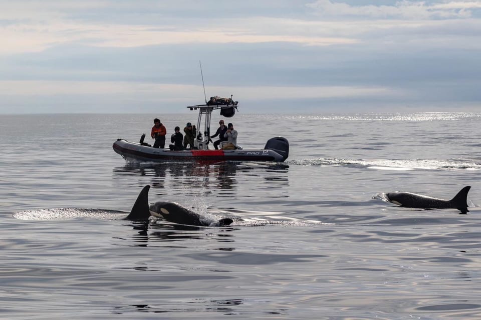 San Diego: Whale and Dolphin Watching Speedboat Tour - Experience Highlights