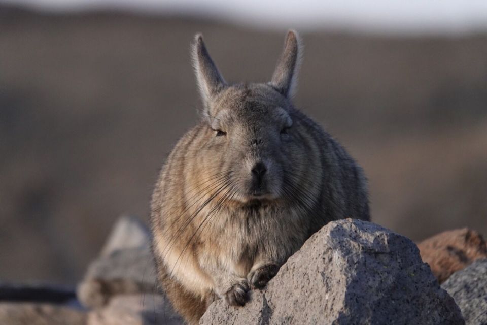 San Pedro De Atacama: Wildlife Safari and Photography Tour - Experience Highlights