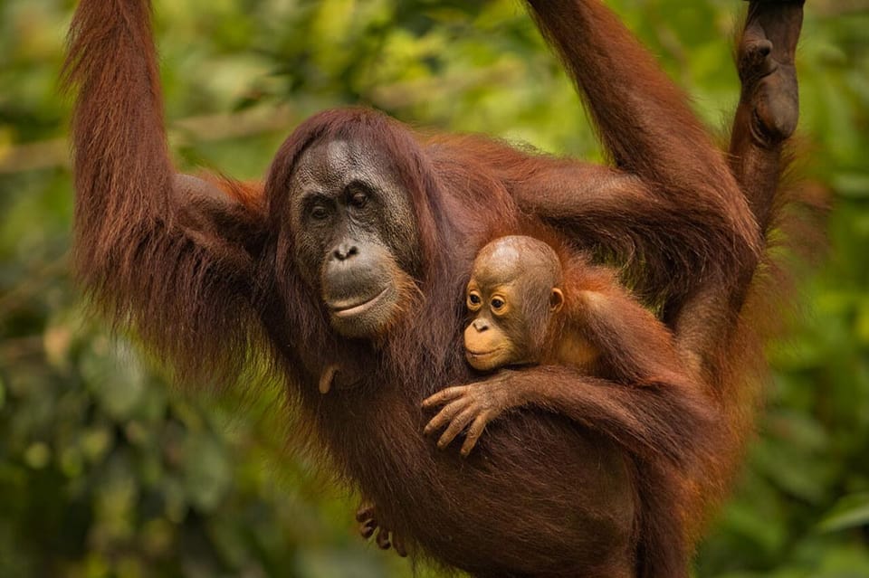 Sandakan: Orangutan Sanctuary Shared Day Trip Tour - Itinerary Details