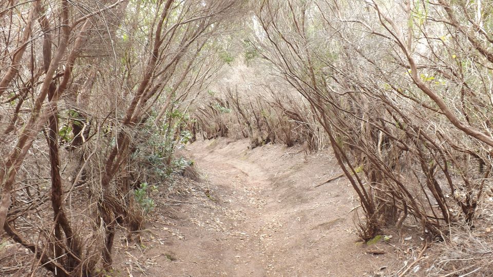 Santa Cruz De Tenerife: 2-Hour Hiking Tour in Anaga Forest - Activity Details