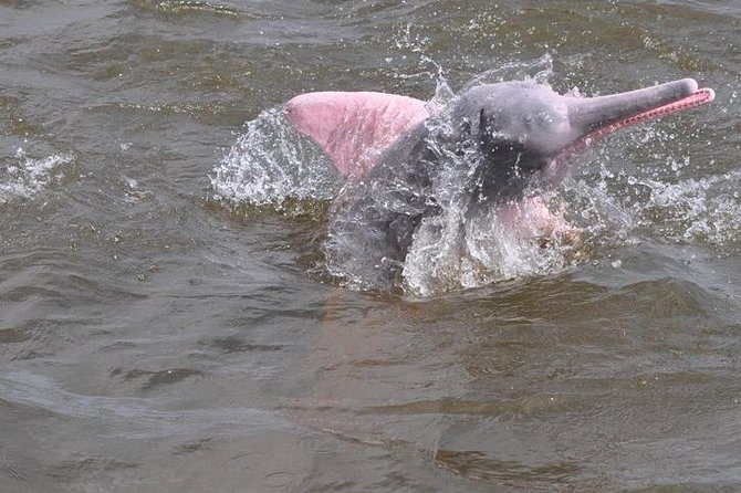 Santarém Water Encounters Tour - Wildlife Observation