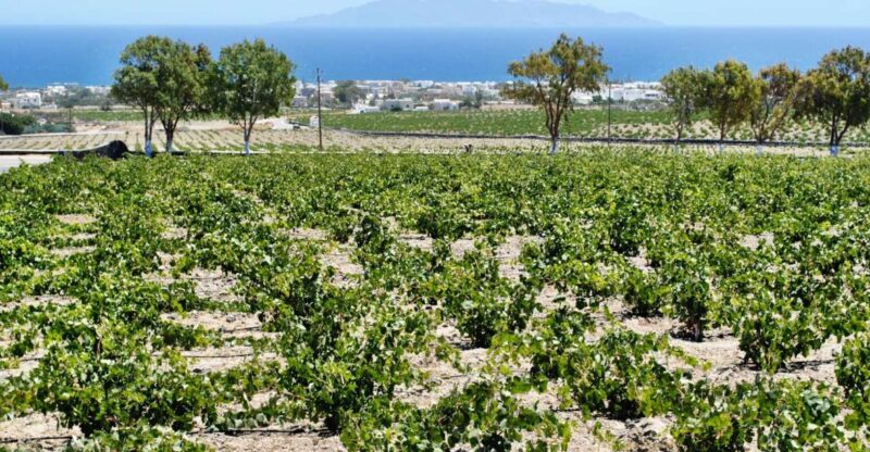 Santorini: Wine Tasting Tour & Sunset Viewing - Itinerary and Experience