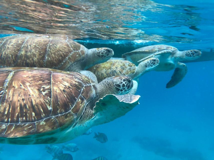 Sao Vicente: Snorkel With Sea Turtles Adventure - Booking and Cancellation Policy