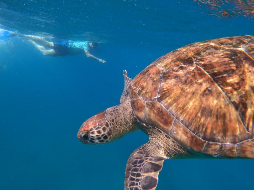 Sao Vicente: Snorkeling With Turtles Breathtaking Experience - Booking and Cancellation Policy