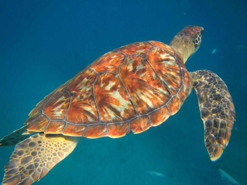 Sao Vicente: Swimming and Snorkeling Tour With Sea Turtles - Booking Information