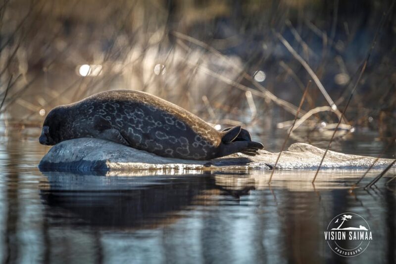 Savonlinna: Evening Photography Tour on Lake Saimaa - Photography Opportunities