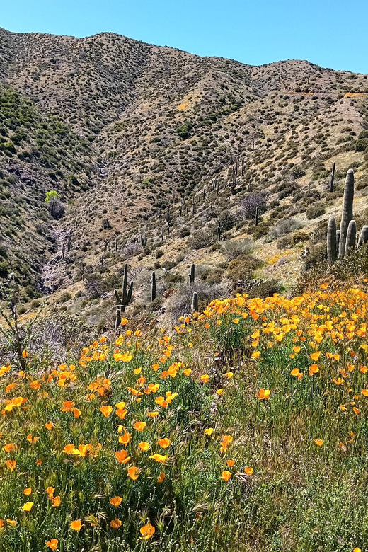 Scottsdale: Sonoran Desert to MountainTop Jeep Tour - Itinerary Highlights