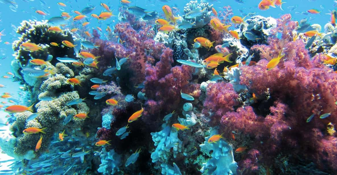 Scuba Dive in Big Wall (Vietnam) - Inclusions