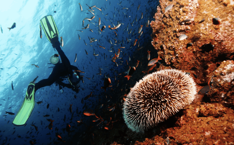 Scuba Dive in Blue Corner - Requirements for Participants
