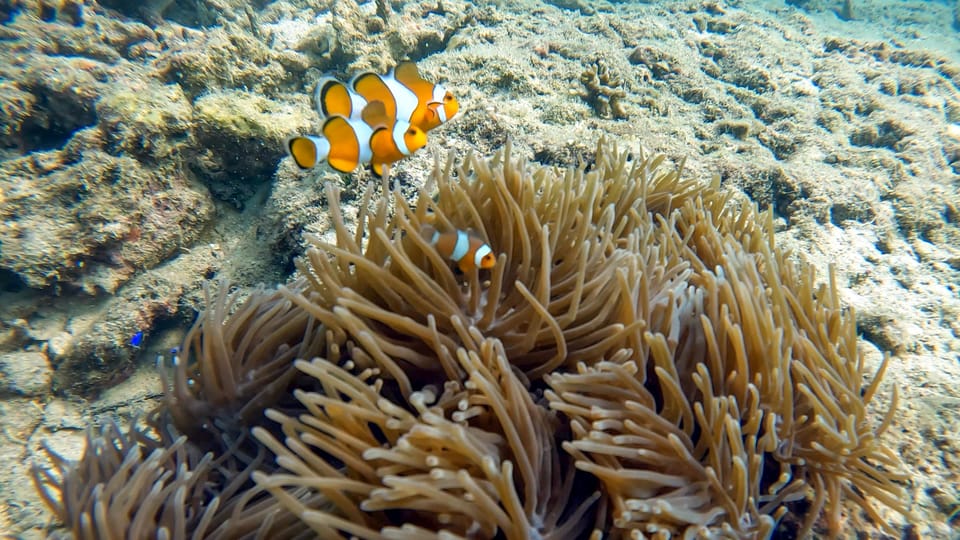 Scuba Diving From Stunning Coral Reef in the Heart of Phuket - Location and Facilities