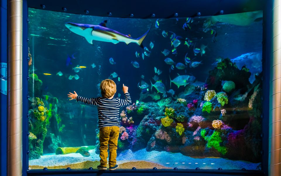 SEA LIFE Timmendorfer Strand Ticket - Experience Highlights