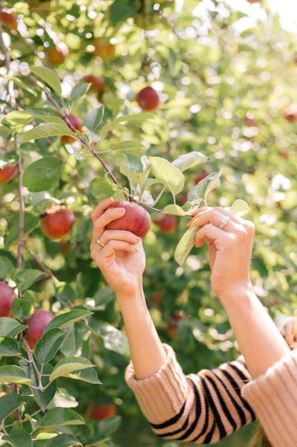 Seasonal Pocheon Full Day Tour With Apple Farm Experience - Itinerary Highlights