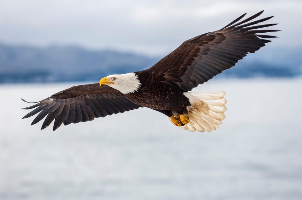 Seattle: Half-Day Wildlife and Whale Watching Cruise - Wildlife Sightings