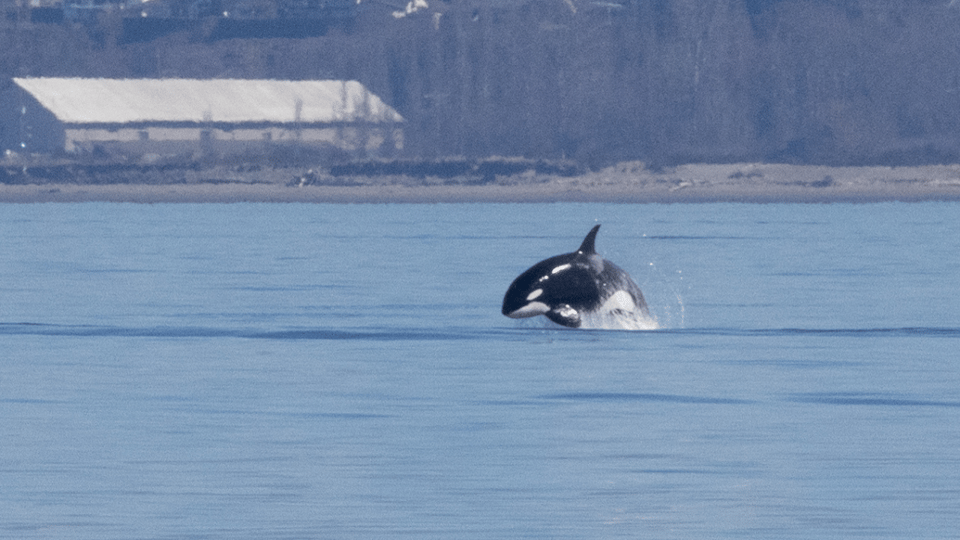 Seattle: Half-Day Wildlife and Whale Watching Cruise - Customer Ratings