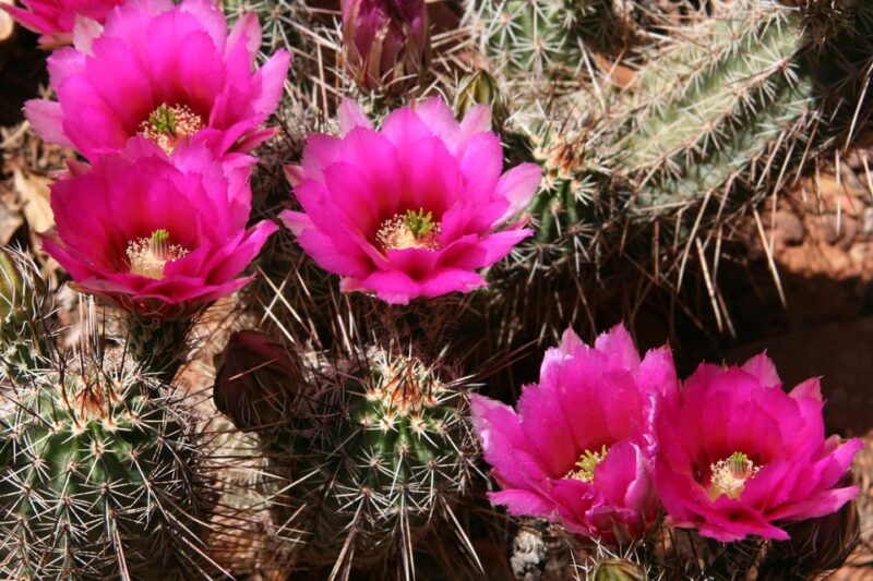 Sedona: 2-Hour Highlights Jeep Tour - Itinerary Highlights