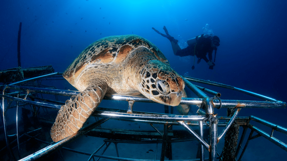 Semporna : Snorkelling & Island Hopping at Mabul + Kapalai - Inclusions of the Tour