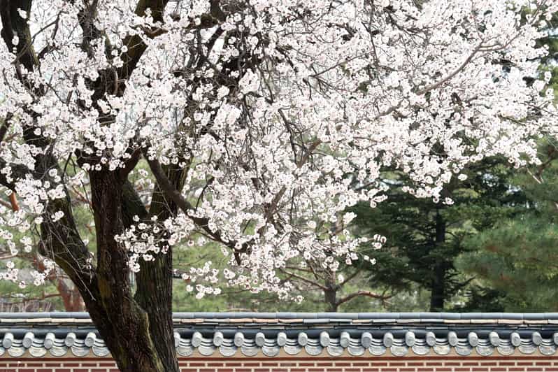 Seoul: Gyeongbokgung Palace Tour & Lunch at Authentic Market - Tour Duration and Pricing