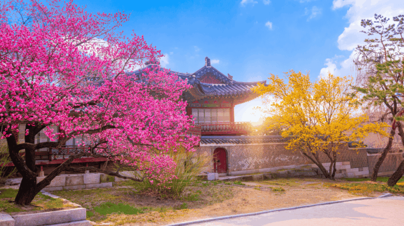 Seoul Korea 7 Day Sightseeing Tour Shopping & Street Food - Itinerary Highlights