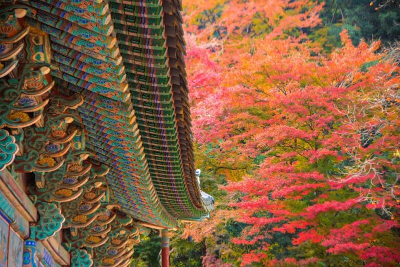 Seoul: Naejangsan National Park Autumn Foliage Day Tour - Itinerary and Transportation