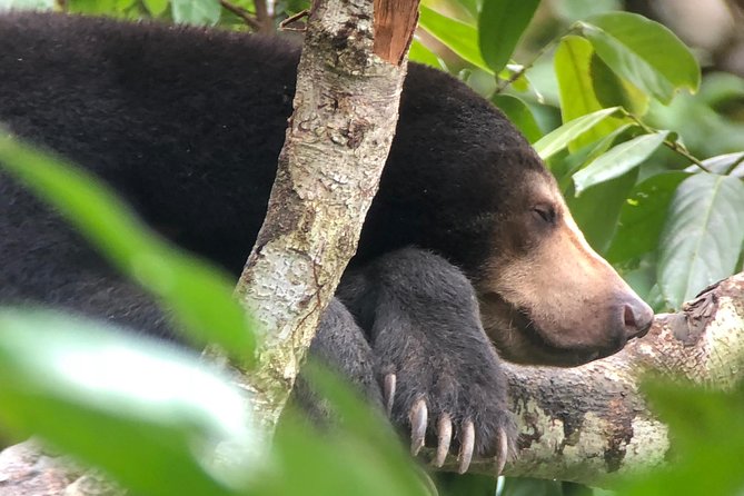 Sepilok Orang Utan & Bornean Sun Bear Centre With Sandakan City Tour With Lunch - Bornean Sun Bear Conservation Centre