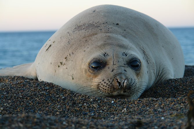 Shore Excursion Peninsula Valdes With Box Lunch &Entry Fee Madryn - Private Tour of Peninsula Valdes