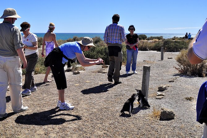 Shore Excursion Punta Tombo With Box Lunch & Entry Fee - Madryn - Penguin Rookery Exploration