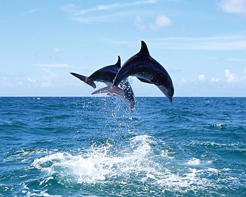 Side: Dolphin Island Boat Tour With Lunch And Soft Drinks - Itinerary and Experience