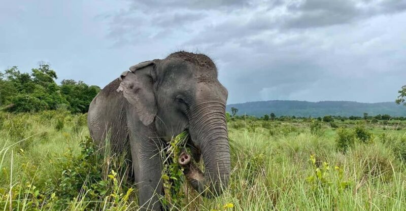Siem Reap: Small Group Tour of Kulen Elephant Forest - What to Expect on the Tour