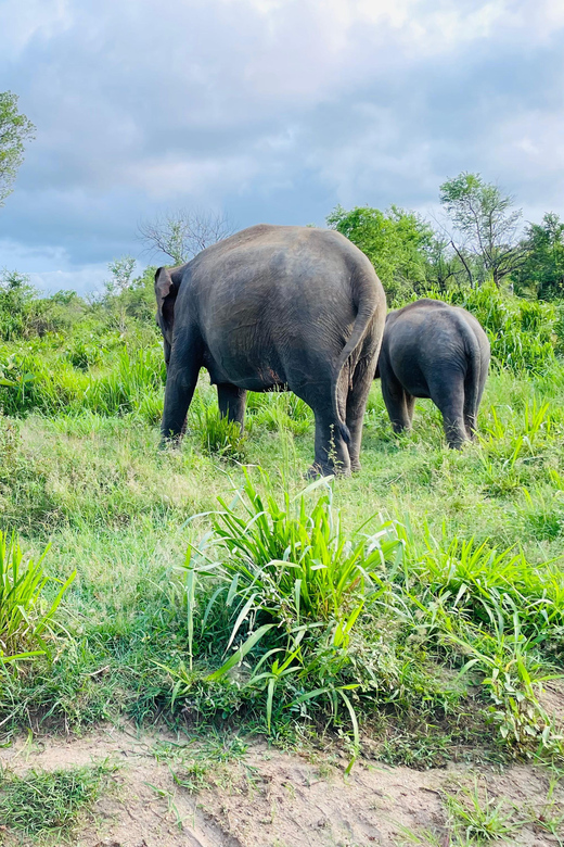 Sigiriya: Minneriya Wild Jeep Safari With Free Hotel Pickup - Pickup and Locations