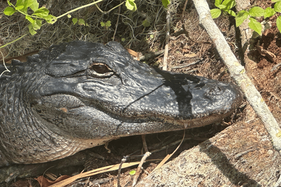 Silver Springs: Guided Clear Kayak or Paddleboard Gator Tour - Highlights and Features