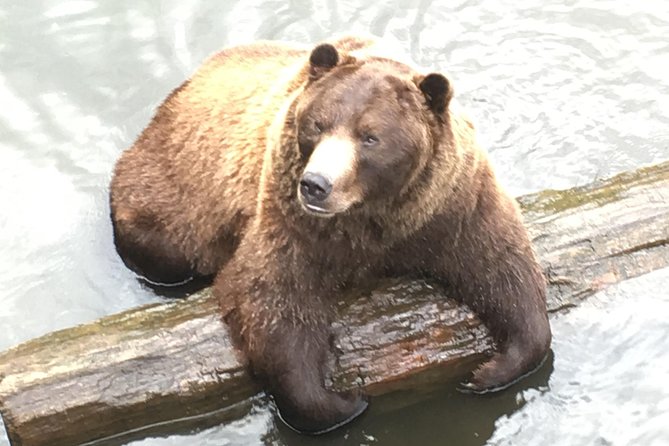 Simply Amazing Sitka Tour: Fortress of the Bear, Alaska Raptor, & Totems - Fortress of the Bear