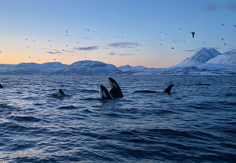 Skjervøy: Whale and Orca Watching Tour by RIB Boat - Wildlife Species Encountered