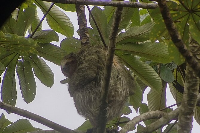 Sloth Watching in La Fortuna With a Local Tour Guide. - Wildlife Encounter